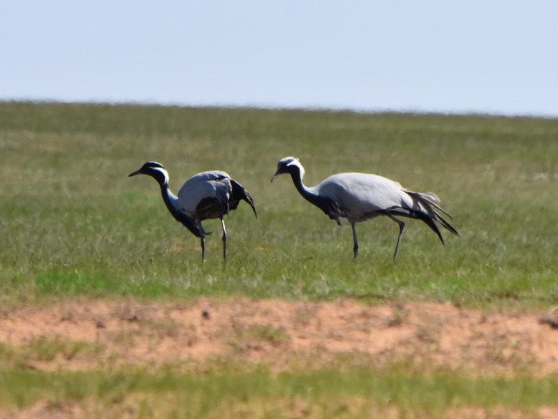 Demoiselle Crane