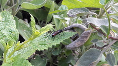 Macrophya annulata