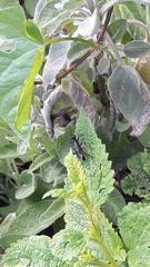 Macrophya annulata