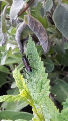 Macrophya annulata