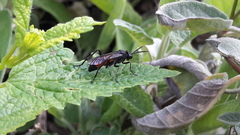 Macrophya annulata