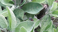 Macrophya annulata