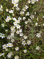 Mononeuria nuttallii