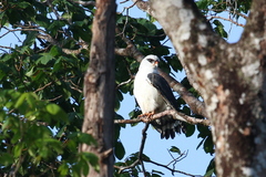 Leucopternis melanops