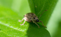 Calomycterus setarius