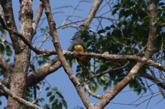 Trogon violaceus