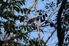 Phoenicircus carnifex