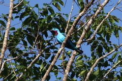 Cotinga cayana