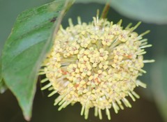 Cephalanthus