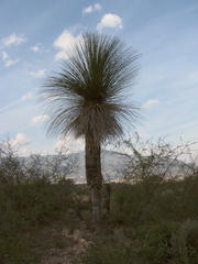 Dasylirion longissimum