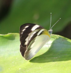 Appias epaphia contracta