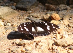 Aterica galene theophane