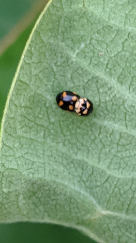 Ten-spotted Spurleg photo 4