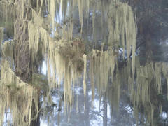 Usnea articulata