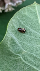 Brachiacantha decempustulata