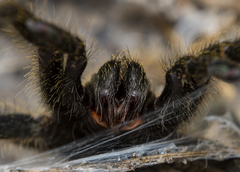 Harpactira chrysogaster
