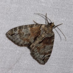 Hydriomena exculpata