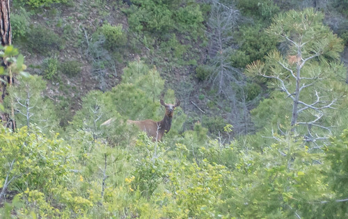 Elk photographed in Idaho