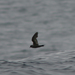 Least Storm-Petrel - Photo (c) Marcel Holyoak, some rights reserved (CC BY-NC-ND)