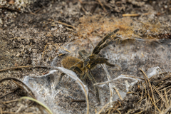 Harpactira chrysogaster
