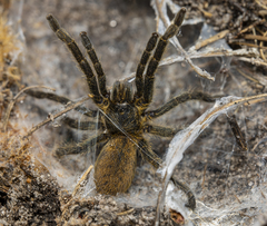 Harpactira chrysogaster