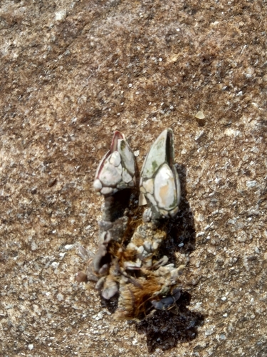Goose barnacle, Arcozelo, 4410 Arcozelo, Portugal, photo 7 of 10