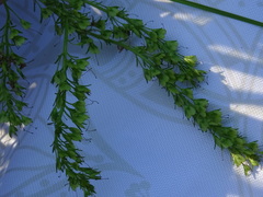 Veronica austriaca jacquinii