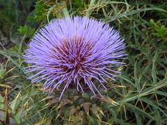 Cynara cardunculus image