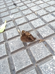 Opsiphanes invirae amplificatus