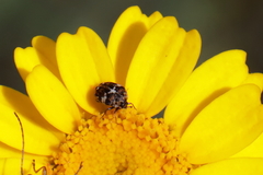 Anthrenus angustefasciatus