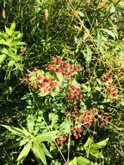 Rubus fruticosus