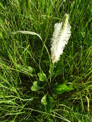 Plantago maxima