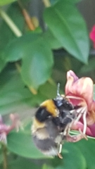 Bombus