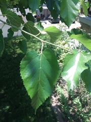 Morus alba