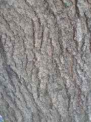 Morus alba