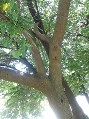 Morus alba
