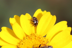 Anthrenus angustefasciatus