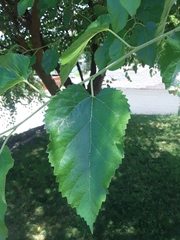 Morus alba