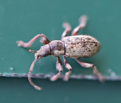 Phyllobius contemptus