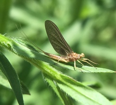 Ephemerella invaria
