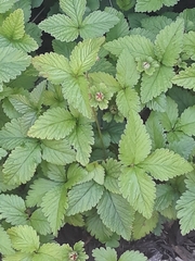Potentilla indica