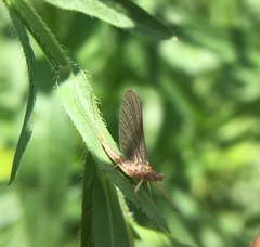 Ephemerella invaria