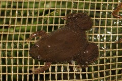 Xenopus