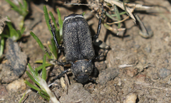 Cremastocheilus armatus