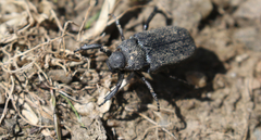 Cremastocheilus armatus