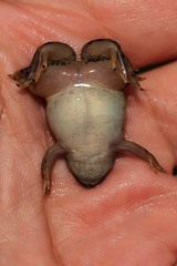 Xenopus