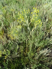 Ferula tatarica
