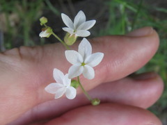 Lithophragma bolanderi