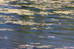 Potamogeton natans