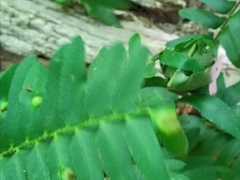 Taphrina polystichi